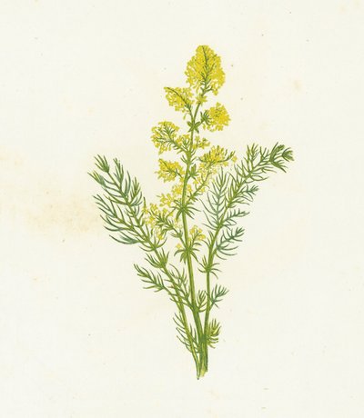 Echtes Labkraut, Galium Verum von English School